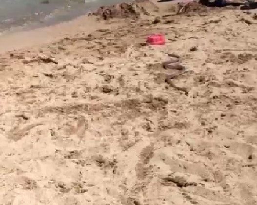 Kandıra Plajı’nda yılan paniği: Tam 2 metre